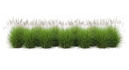 Lush Green Ornamental Grass Border