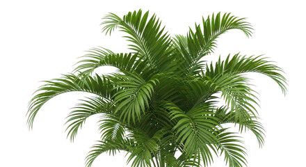 Lush Green Palm Fronds Tropical Foliage