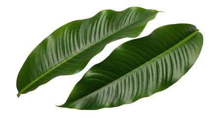 Lush Green Tropical Leaves On Black