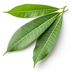 Obraz premium Fresh mango leaves isolated on white background.