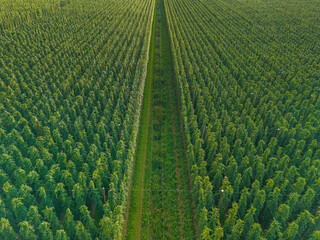 Bavarian Hop Plantation field with a view from top