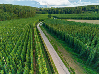 Bavarian Hop Plantation field with a view from top