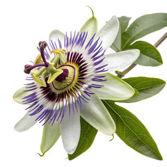 Passiflora flower isolated on white background.