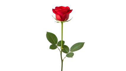 Beautiful red rose flower photography single stem isolated on white background valentine love gift romance 100 on transparent background