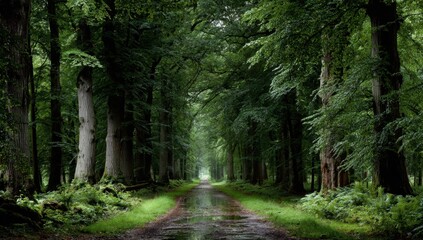 Obraz premium A tranquil path winds through a lush forest, where towering trees create a serene canopy of green foliage and dappled sunlight.