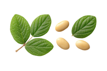 Fresh soybeans and leaves