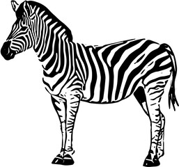 zebra vector illustration