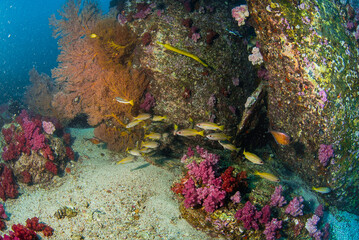 School of Tropical Fish Swimming Through a Colorful Coral Reef in Clear Ocean Waters