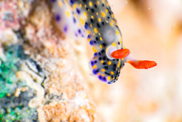 Vivid nudibranch with orange-red rhinophores and a striking pattern of yellow, purple, and black spots crawling on a coral reef in a close-up underwater macro shot