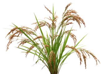 Close-up of a rice plant cluster, ripe and ready to harvest.  Green stalks,  light brown,  ripening grains.  Healthy agricultural scene