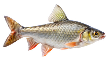 Freshwater roach fish isolated on transparent background, a common cyprinid in europe