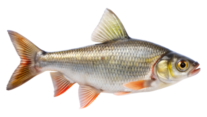 Freshwater roach fish isolated on transparent background, a common cyprinid in europe