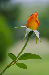 Bouton de rose, couleur pourpre / orangé