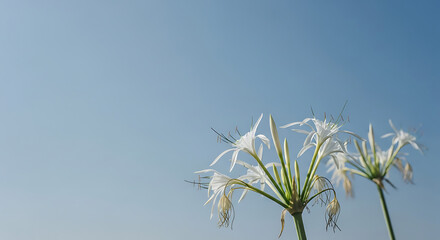 Two elegant white spider lily flowers blossoming gracefully against a vast, clear and serene blue sky background with copy space
