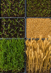 Close-up of various growth stages of plants