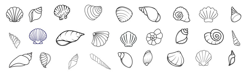 Set of hand drawn seashells. Tropical beach shells. Vector flat illustration.