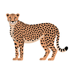 Cheetah vector illustration on white background.