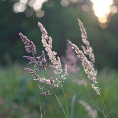 Fototapeta premium Wild grass in the forest at sunset. Macro image, shallow depth of field