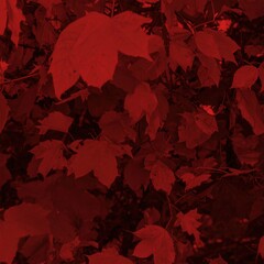 Fototapeta premium Deep crimson foliage close-up
