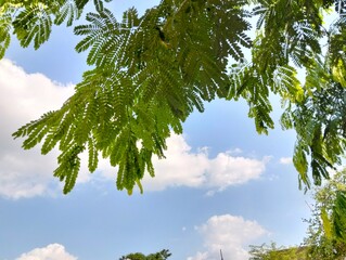 green tree and sky