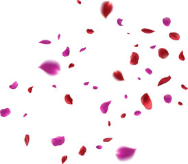 Vibrant pink and red flower petals beautifully scattered on a pure white background creating an atmosphere of love romance joy natural beauty purity