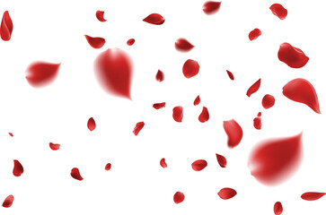 Fresh red rose petals gently falling on a pure white background creating an atmosphere of love romance joy natural beauty purity