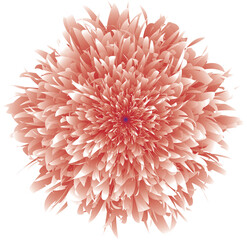 pink dahlia flower isolated on white,dahlia flower isolated on white,dahlia flower isolated on white background,