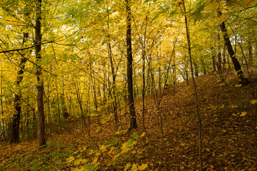 Sunlit autumn forest in all colors of yelow and orange with undergrowth covered with red fallen leaves