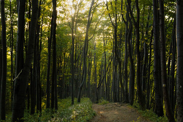 Young green trees growing in thick forest on top of the hill, morning sunlight breaking through the crowns