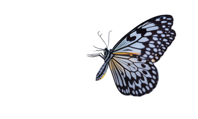 Butterfly on Blossom Spring Nature Beauty