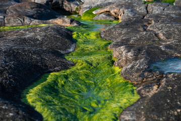 clear water in the rocks of the rocky ocean shore