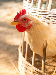Close up of a white feathered chicken in a traditional bamboo cage. Broiler chickens for consumption that are in bamboo cages.