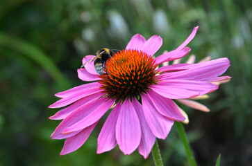 Honey bee collect nectar from Purple Coneflower (Echinacea purpurea).  Bee flower pollinators concept. Free copy space.	