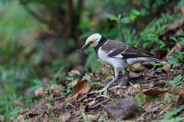 Fototapeta premium Masked Laughingthrush (Garrulax perspicillatus) foraging on forest floor with fallen leaves and lush green foliage in Hong Kong. Distinctive black mask on white head and underparts, olive-brown upperp