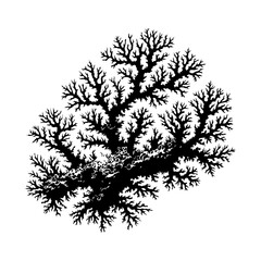 Black Silhouette of Branching Coral or Plant Structure