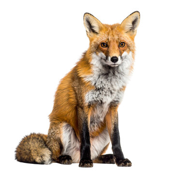 A red fox sitting upright with detailed fur and typical markings, an alert expression