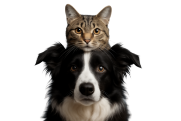 Close-up portrait of a tabby cat sitting on a black and white Border Collie's head on a transparent and white background, concept for friendship and harmony, pet care and animal companionship