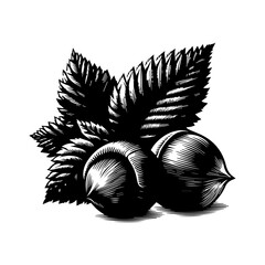 Vintage Engraving Style Hazelnuts with Leaves