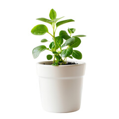 Obraz premium Vibrant green plant in a simple white pot