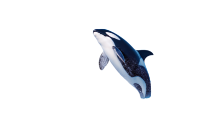 Majestic Marine Mammal Breaching the Ocean Surface