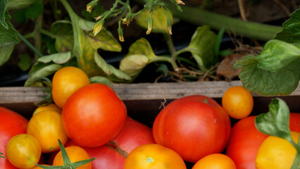 Close-up Many freshly harvested ripe red, pink and yellow tomatoes in a box in the garden. Growing and harvesting tomatoes. Vegetables, tomatoes in a healthy diet. 