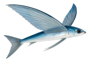  Full-body macro image of a flying fish mid-glide, extended fins and aerodynamic body shape frozen in sharp detail, subtle gloss on scales, softly lit and isolated against a transparent white.