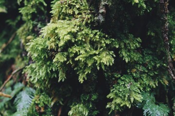 Close-up of vibrant moss on a tree trunk