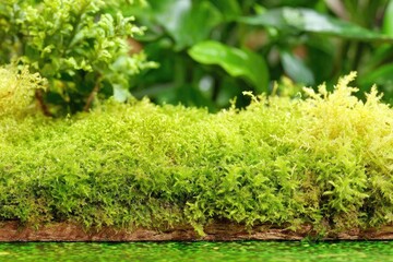 Close-up of vibrant green moss, bordered by other plants
