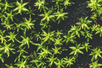 Close-up view of vibrant green moss, radiating star-like patterns