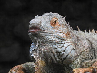 portrait of a iguana African Image