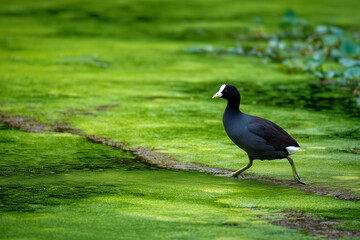 Fototapeta premium Coot walking across algae-covered pond