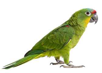 Green Parrot on White