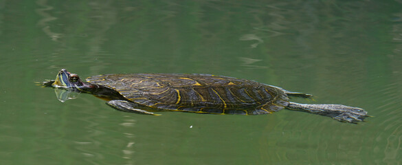 Rotwangen-Schmuckschildkröte // Red-eared slider (Trachemys scripta elegans)
