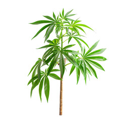 Vibrant green plant with broad, radiating leaves